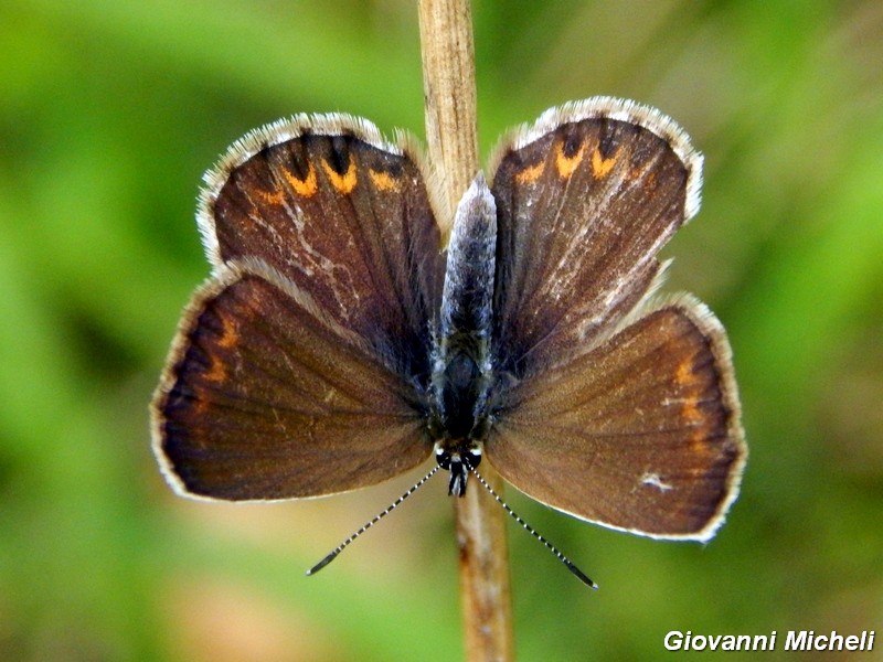 Parco del ticino : incontri del 23/8/14